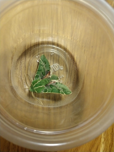 iNaturalist observation photo of Pacific Green Sphinx