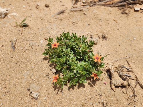 Lysimachia arvensis