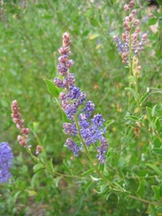 Ceanothus cyaneus