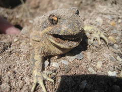 Limnodynastes dumerilii dumerilii