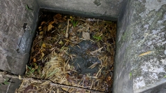 Leptodactylus validus