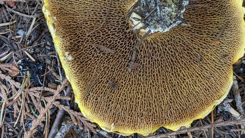 Rosy Larch Bolete (Suillus ochraceoroseus)