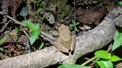 Pristimantis charlottevillensis