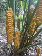 Calathea crotalifera image