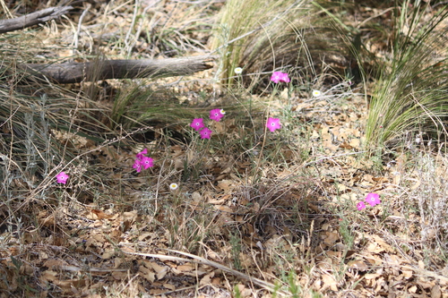 Image of Phlox nana by (c) Cheryl McCleary-Catalano, some rights reserved (CC BY)