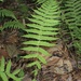 New York Fern - Photo (c) ulsterbotany, some rights reserved (CC BY-NC)