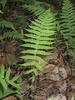 New York Fern - Photo (c) ulsterbotany, some rights reserved (CC BY-NC)