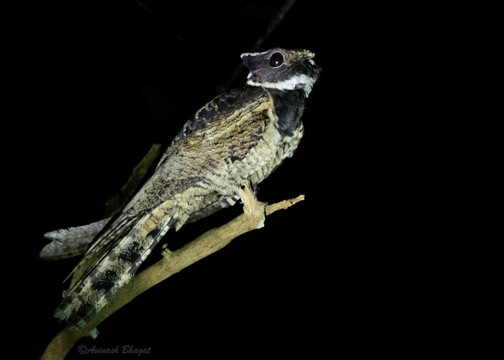great-eared-nightjar-from-thattekad-bird-sanctuary-kothamangalam