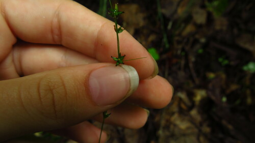 Image of Carex appalachica by (c) Alex Karasoulos, some rights reserved (CC BY)