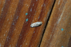 Nepticuloidea