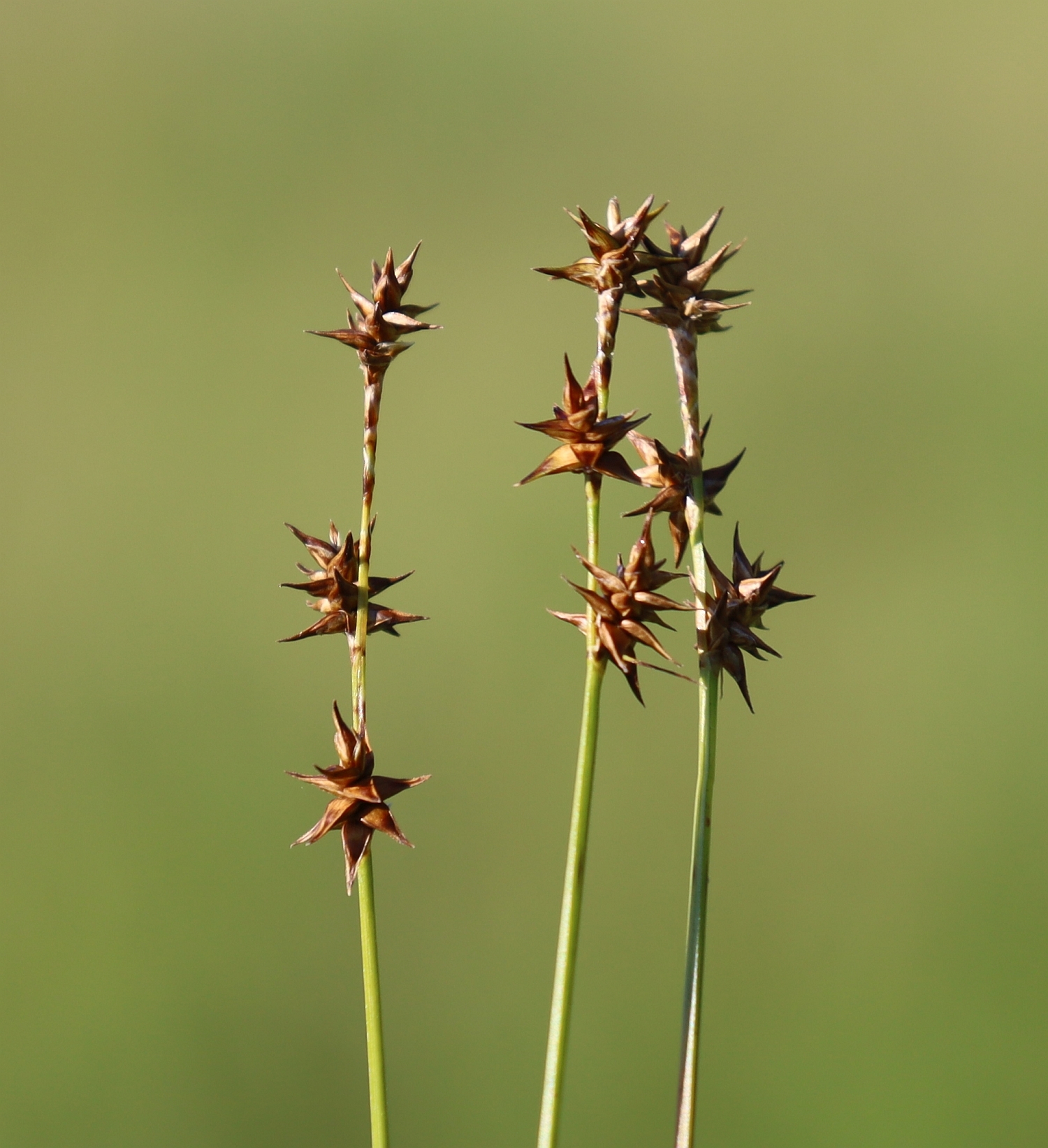 Sedges (Family Cyperaceae)  iNaturalist