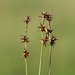 Sedges - Photo (c) Norbert Sauberer, some rights reserved (CC BY-NC), uploaded by Norbert Sauberer