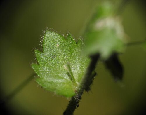Image of Draba muralis by (c) Yves Bas, some rights reserved (CC BY)