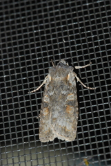 Lithophane antennata