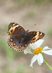 Junonia orithya wallacei