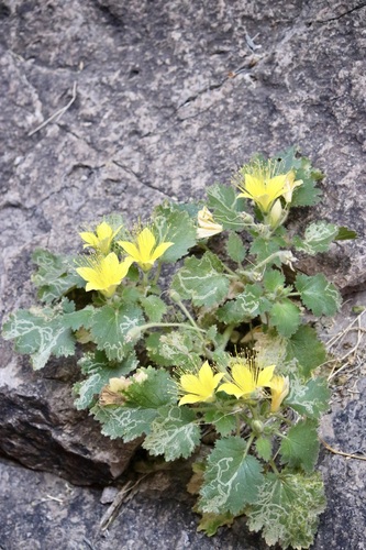 Yellow stingbush (Eucnide bartonioides)