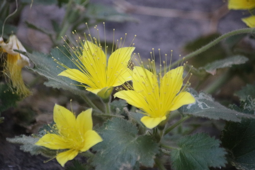Image of Eucnide bartonioides by (c) Cheryl McCleary-Catalano, some rights reserved (CC BY)
