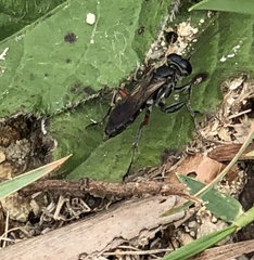 Liris subtessellatus