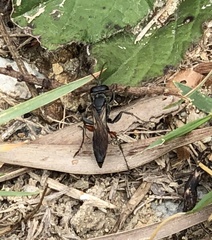 Liris subtessellatus