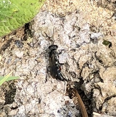 Liris subtessellatus