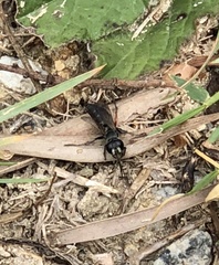 Liris subtessellatus