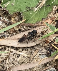 Liris subtessellatus