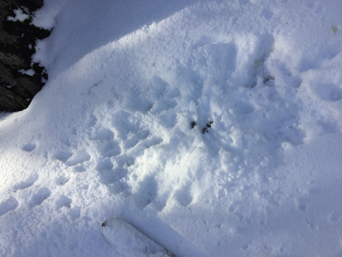 iNaturalist observation photo of Bobcat
