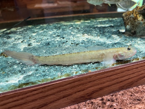 Highfin Goby (Gobionellus oceanicus) — Gobiidae — 3