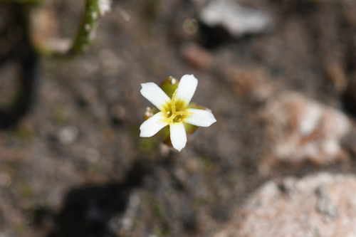 Smallflower gymnosteris (Gymnosteris parvula)