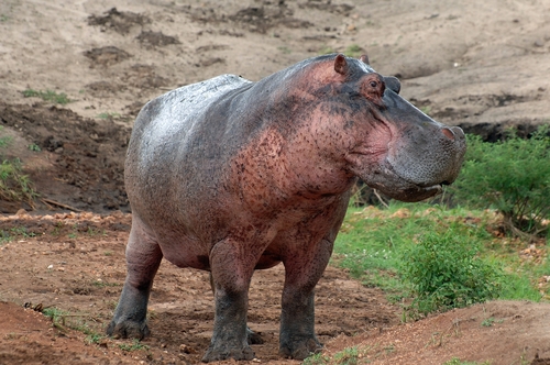 Common Hippopotamus, photo 6 of 10