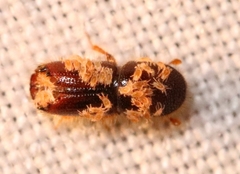 Ips grandicollis