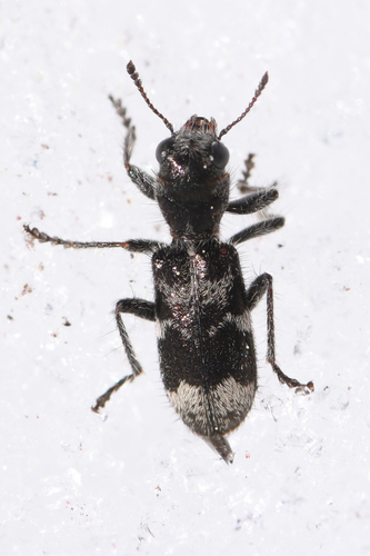 Blackbellied Clerid photo 2