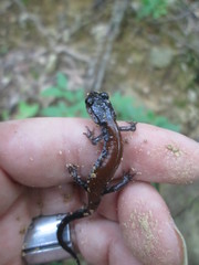 Plethodon yonahlossee