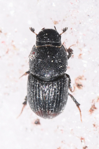 Bloody small dung beetle photo 3