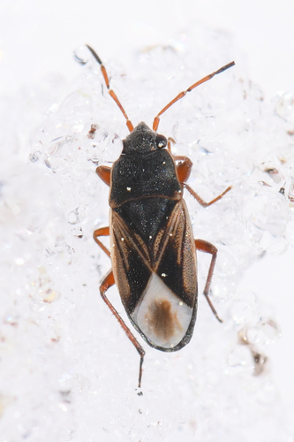 Malezonotus sodalicius photo 3