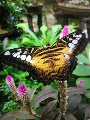 Parthenos sylvia