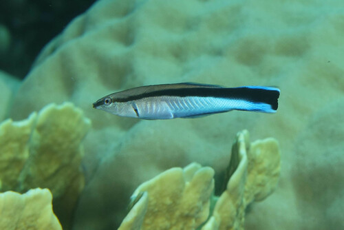 Bluestreak Cleaner Wrasse — seen at this dive site