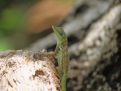 Anolis roquet