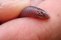 Amphisbaena barbouri