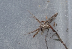 Rhysodromus histrio