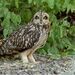 Northern Short-eared Owl - Photo (c) Avinash Bhagat, some rights reserved (CC BY-NC), uploaded by Avinash Bhagat