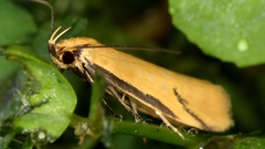 Philobota protecta