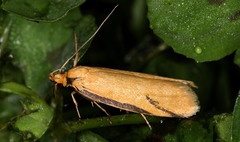Philobota protecta