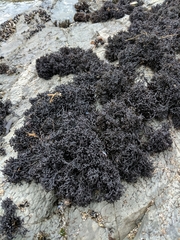 Psilophycus alveatus