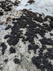 Psilophycus alveatus