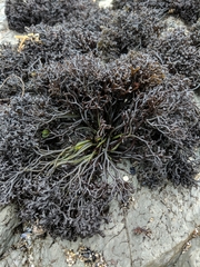 Psilophycus alveatus