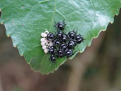 Glaucias amyoti