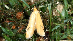Philobota protecta