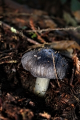 Entoloma medianox