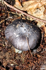 Entoloma medianox